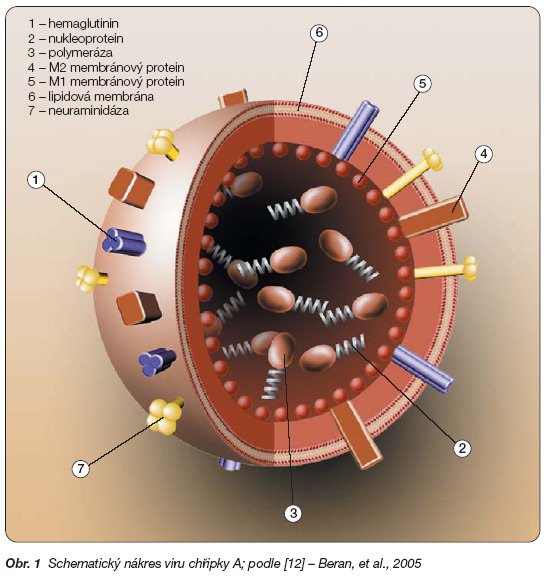 Nákres viru chřipky